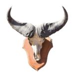 Cape Buffalo, a Sudanese skull mount, mounted on an oak shield,lettered in gilt, 'Bahr El Ghazal'