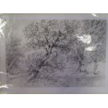 Three unframed pencil sketches of woodland scenes (3)