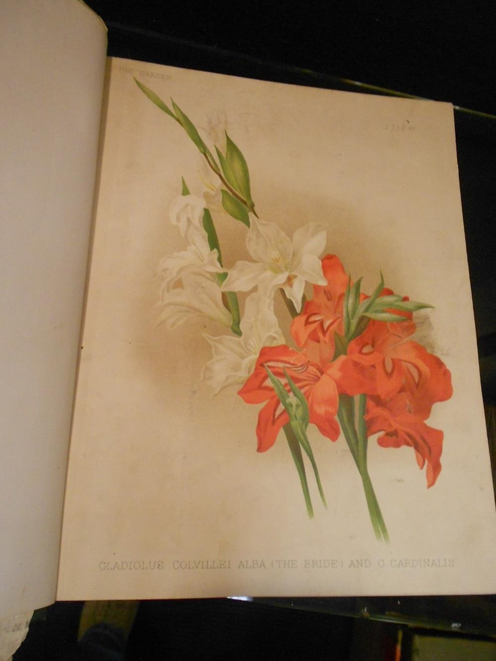 The Garden, an Illustrated Weekly Journal of Horticulture in all its Branches, run of 30 cloth bound - Image 4 of 5