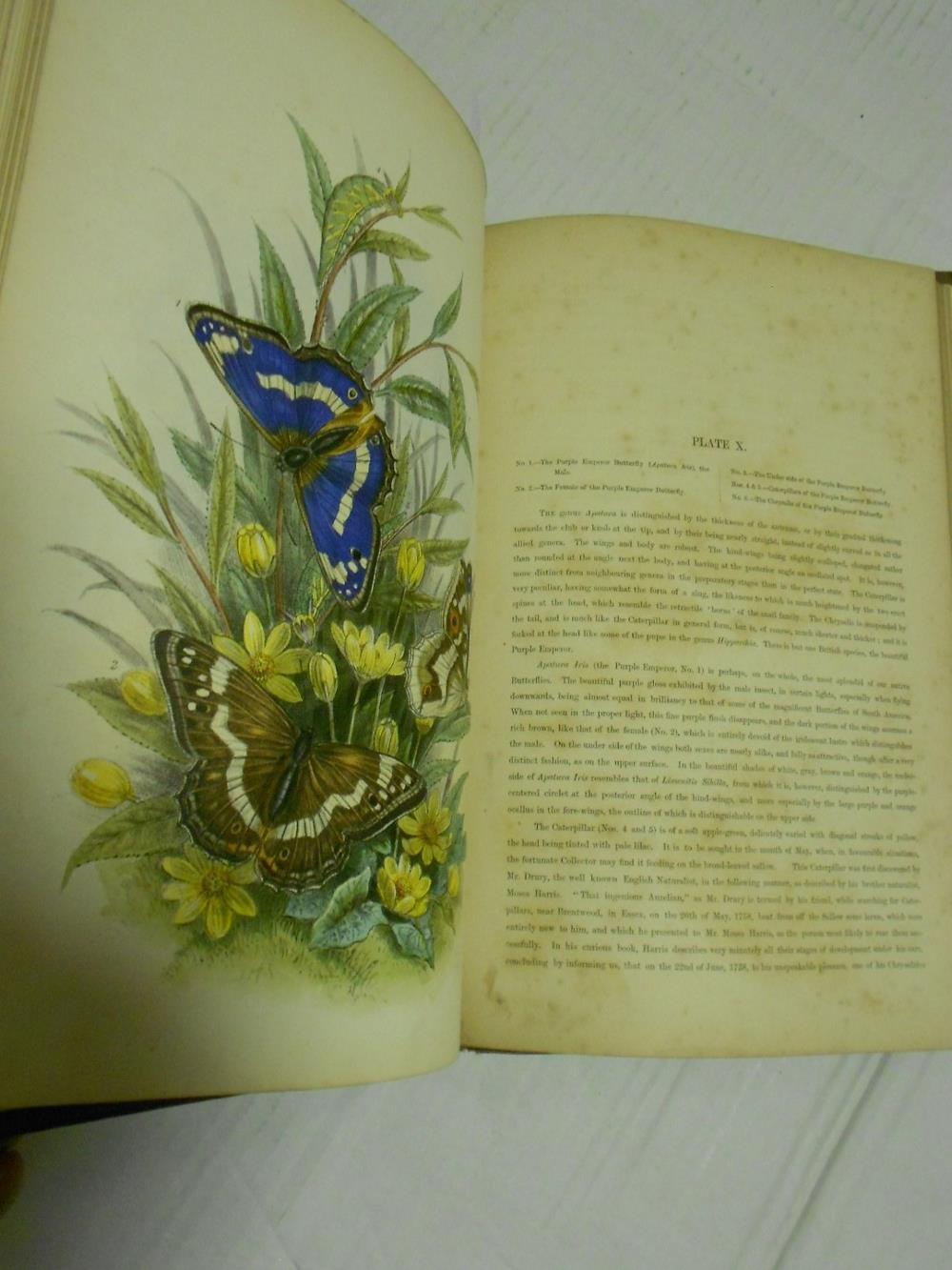 KIRBY (W F) European Butterflies and Moths, Cassell & Co 1889, 4to, 61 coloured plates, slight - Image 6 of 6