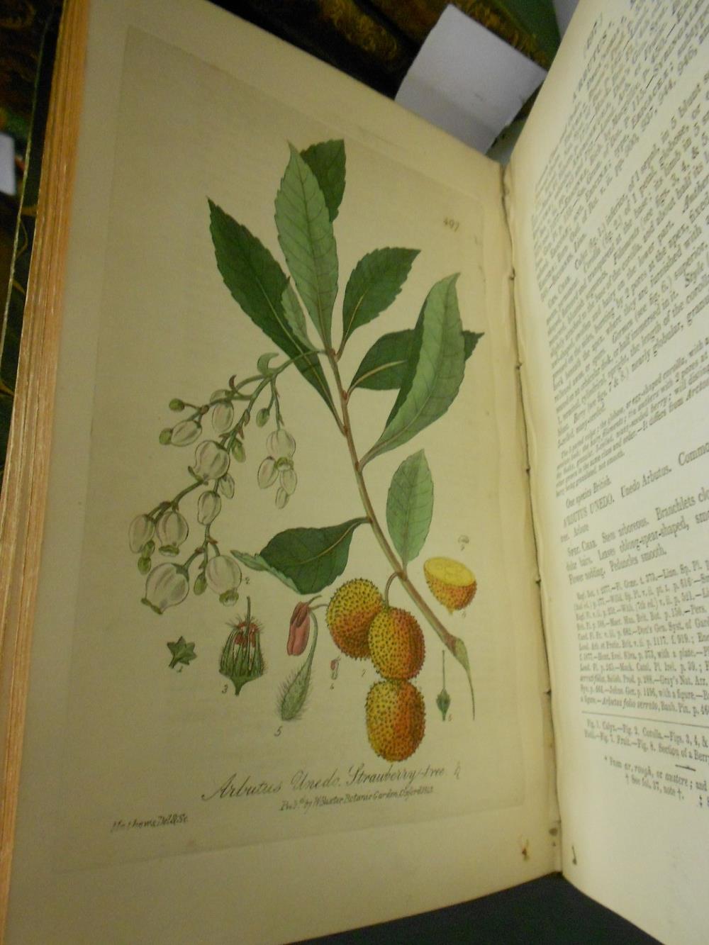 BAXTER (William) British Phaenogamous Botany or: Figures and Descriptions of the Genera of British - Image 5 of 8