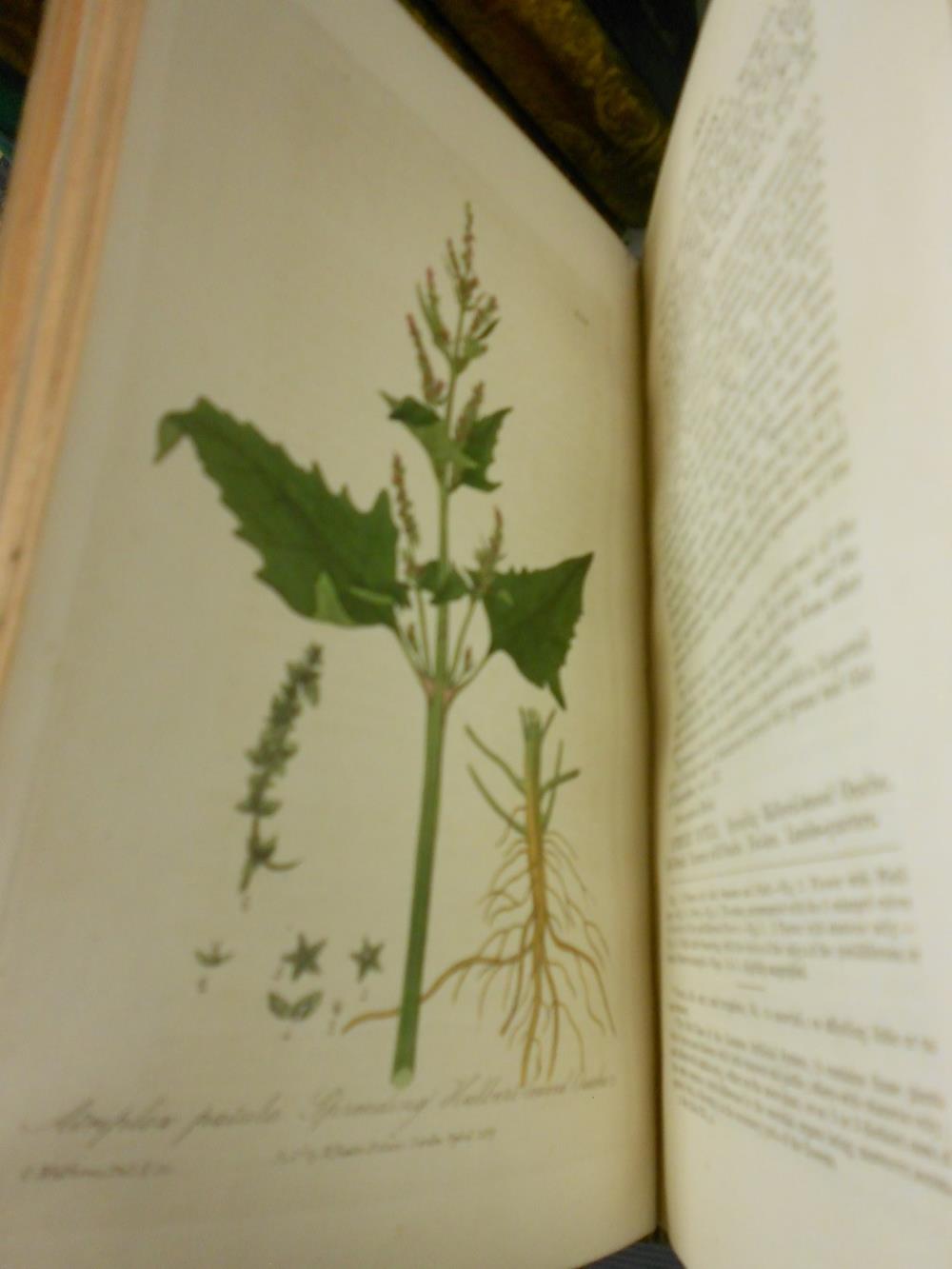 BAXTER (William) British Phaenogamous Botany or: Figures and Descriptions of the Genera of British - Image 6 of 8