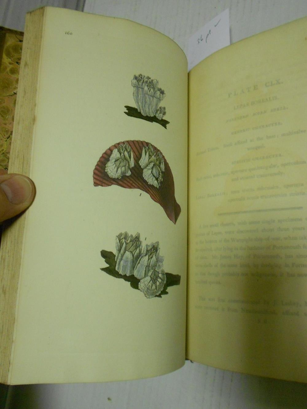 DONOVAN (Edward) The Natural History of British Shells, in 5 volumes, 1800-04, 8vo, with 180 hand - Image 8 of 8