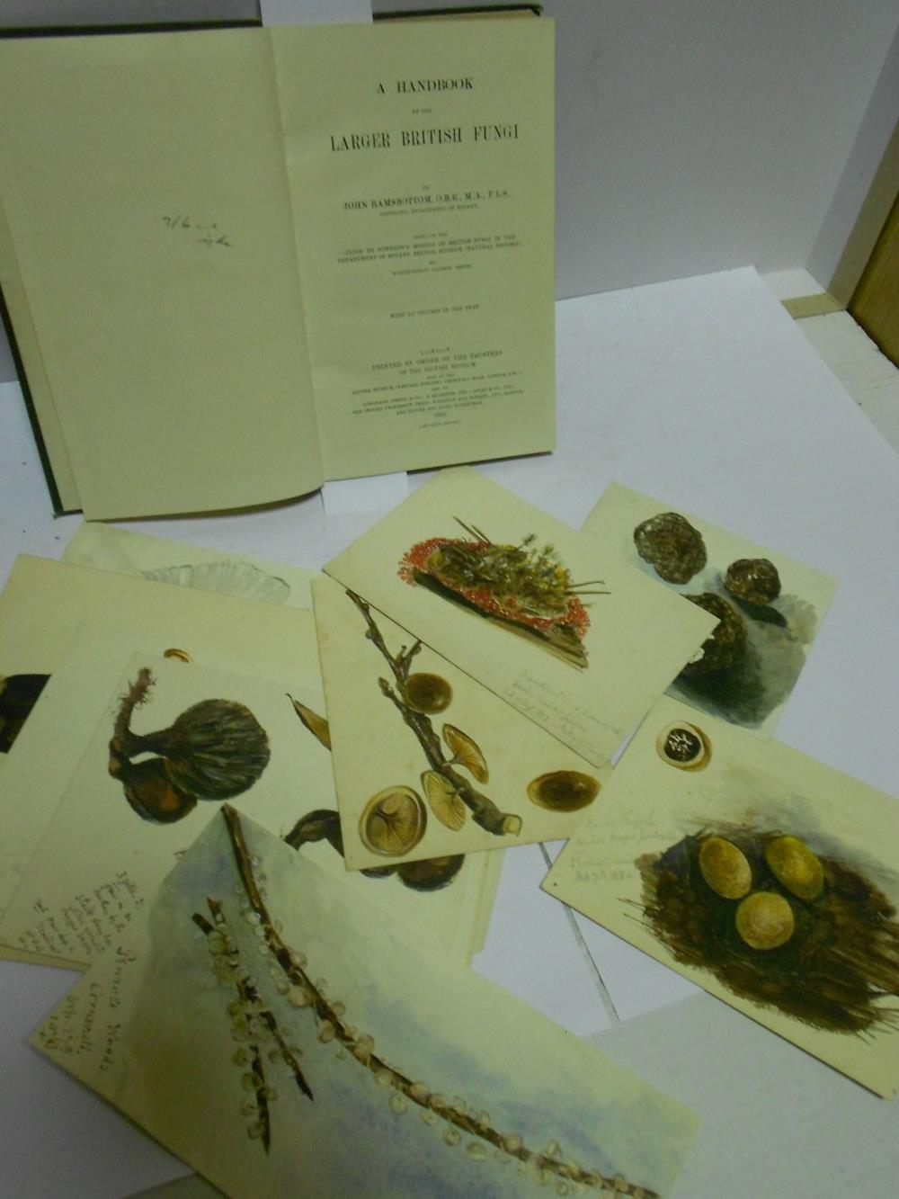 A group of Victorian watercolours of truffles and fungi, variously inscribed and dated between