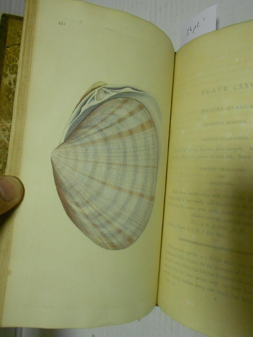 DONOVAN (Edward) The Natural History of British Shells, in 5 volumes, 1800-04, 8vo, with 180 hand - Image 7 of 8