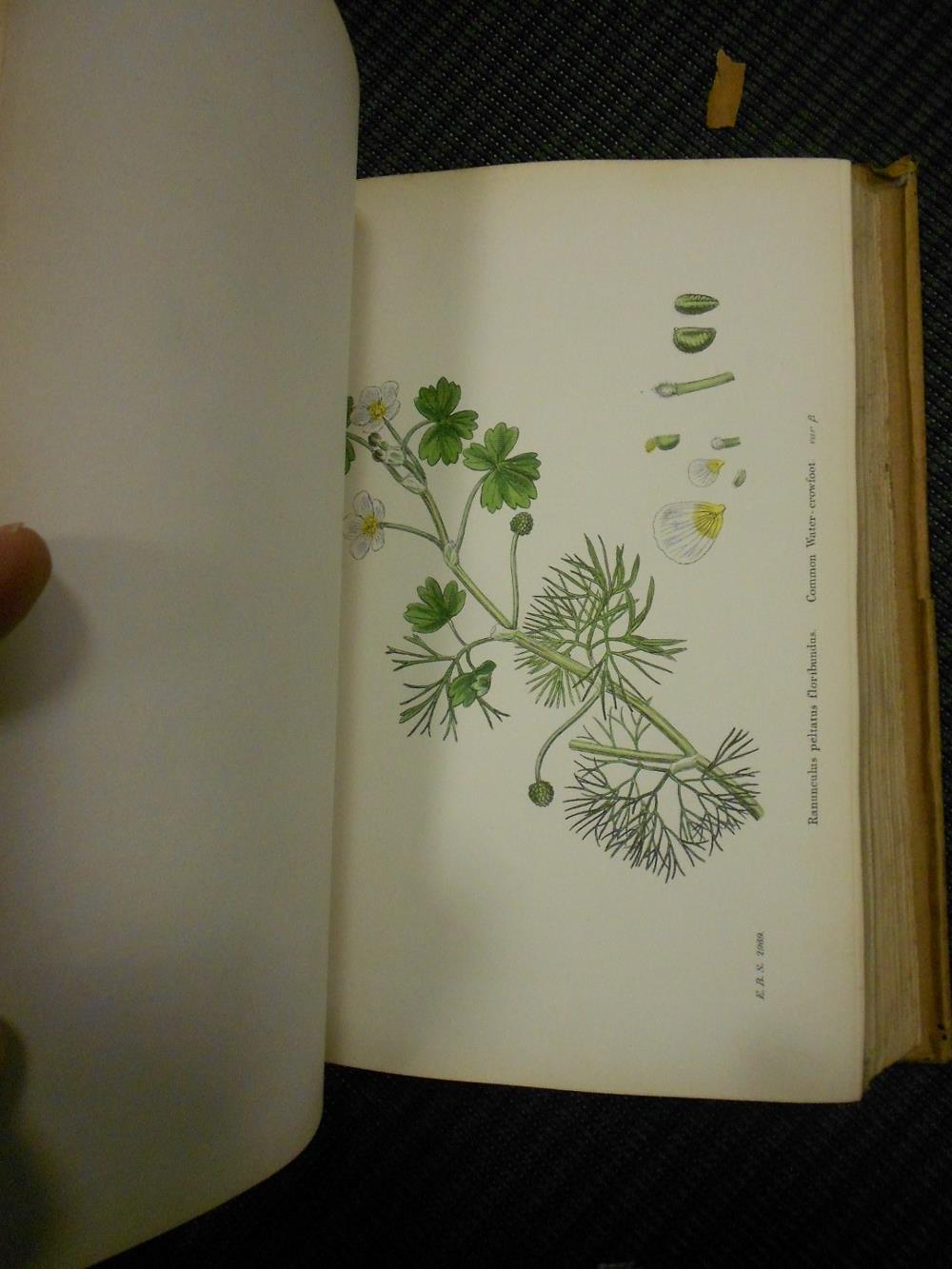 SOWERBY (J) English Botany, or Coloured Figures of British Plants, vols. I to XII, 1863-86, third - Image 5 of 5