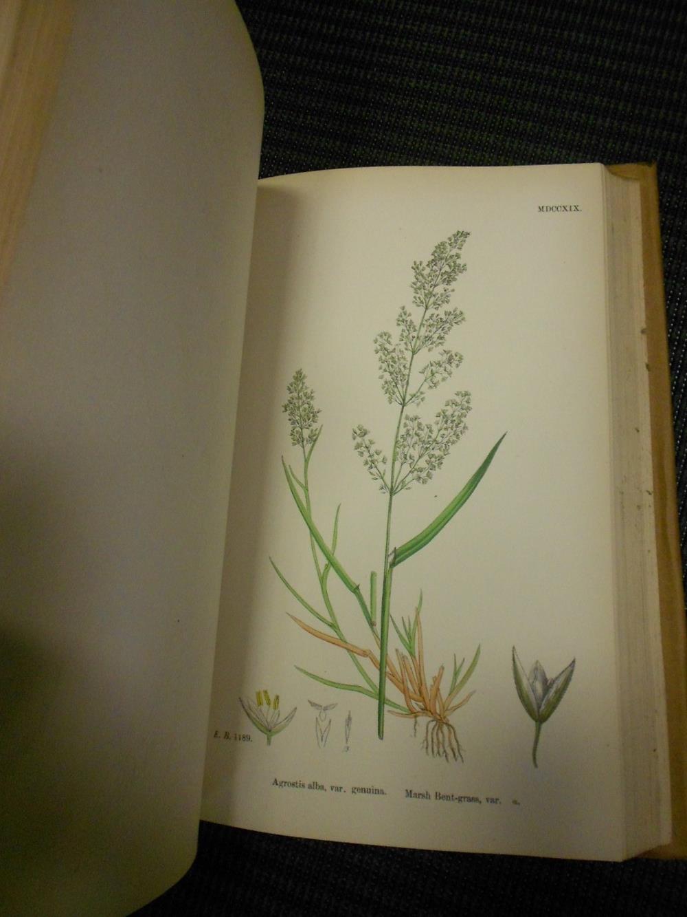 SOWERBY (J) English Botany, or Coloured Figures of British Plants, vols. I to XII, 1863-86, third - Image 2 of 5