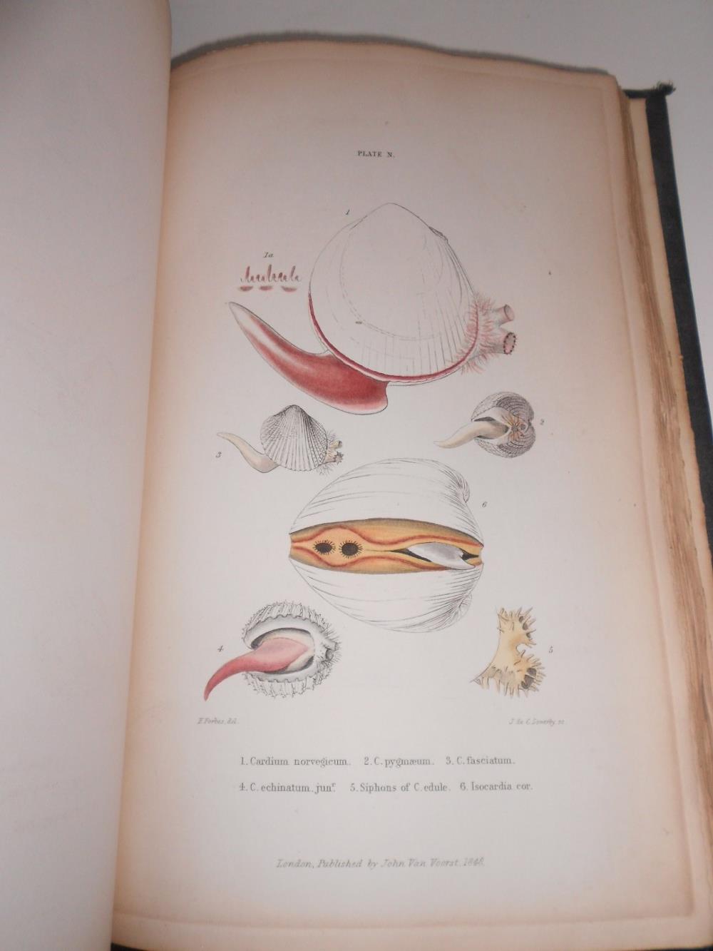 FORBES (Prof. Edward) & HANLEY (Sylvanus) A History of British Mollusca, and their Shells, 4 - Image 3 of 5