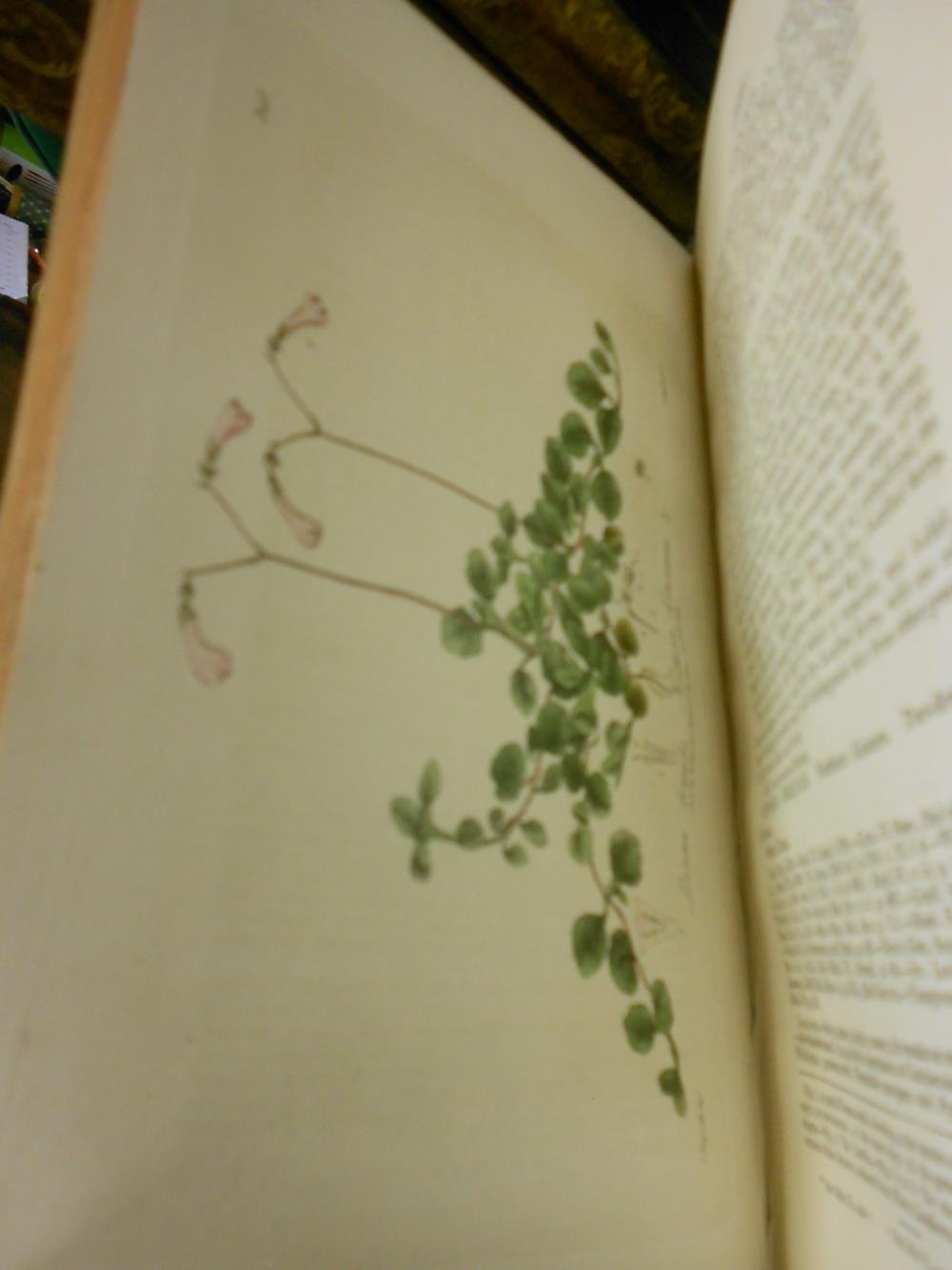 BAXTER (William) British Phaenogamous Botany or: Figures and Descriptions of the Genera of British - Image 7 of 8