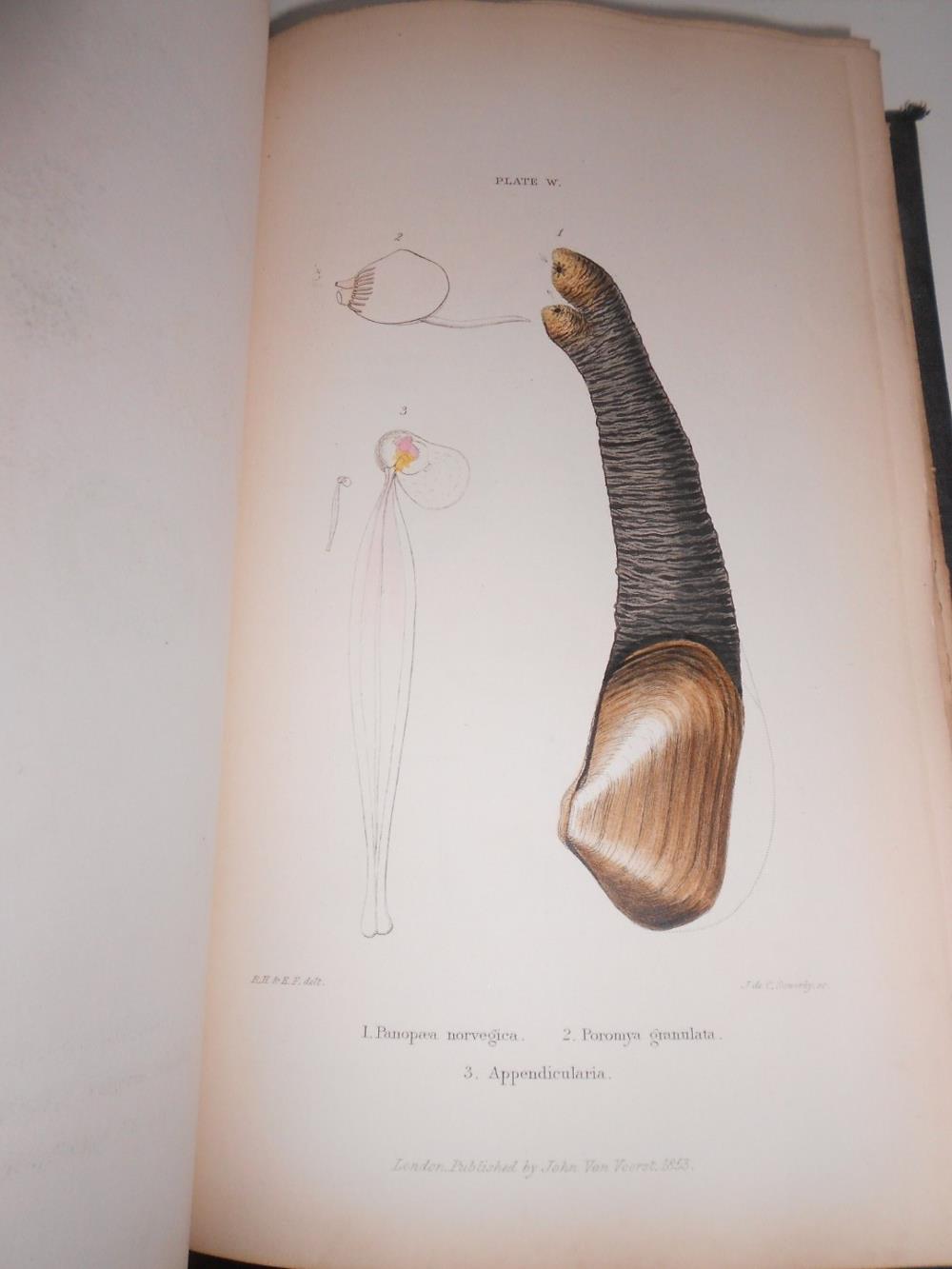 FORBES (Prof. Edward) & HANLEY (Sylvanus) A History of British Mollusca, and their Shells, 4 - Image 4 of 5