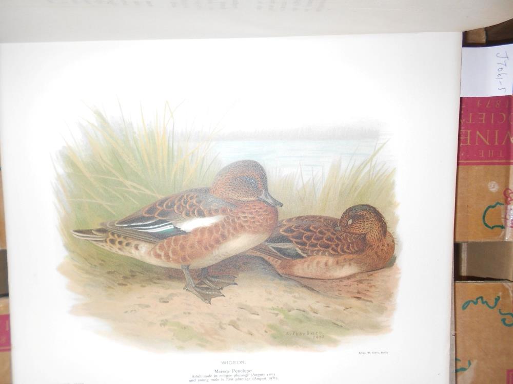 Ornithology. MILLAIS, (J G) The Natural History of British Surface-Feeding Ducks, Longmans 1902, no. - Image 5 of 6