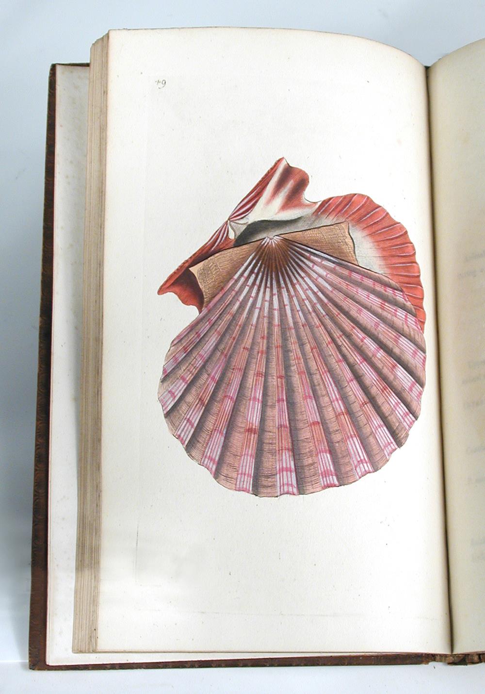 DONOVAN (Edward) The Natural History of British Shells, in 5 volumes, 1800-04, 8vo, with 180 hand