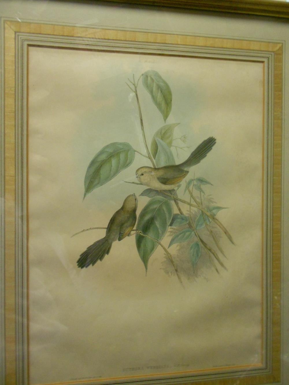 After John Gould, Suthora Webbiana; Pratincola Leucura, coloured ornithological lithographs (2) 48 x - Image 2 of 2