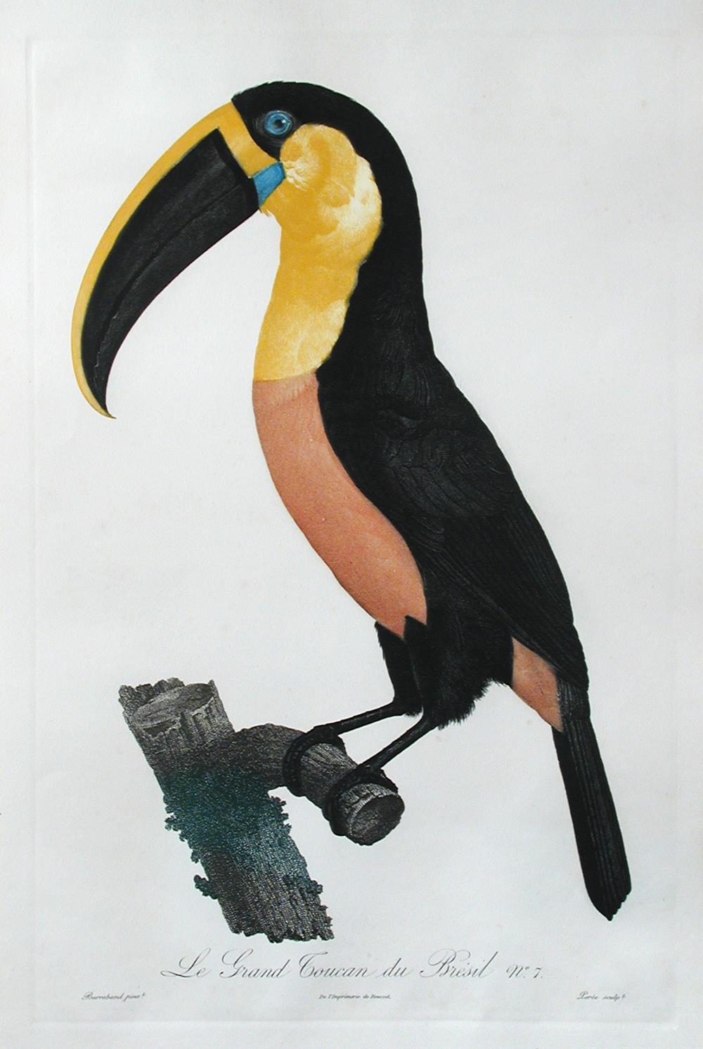 Peree after Burraband, Le Grand Toucan du Bresil no.7, coloured engraving by De Rousset on Rives