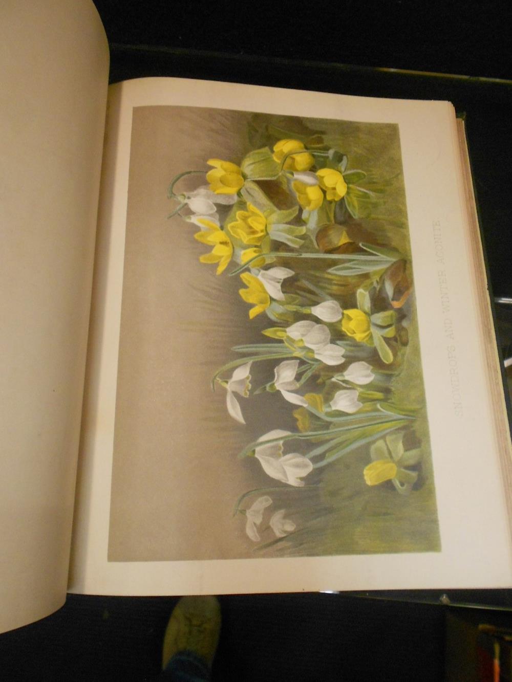 The Garden, an Illustrated Weekly Journal of Horticulture in all its Branches, run of 30 cloth bound - Image 2 of 5