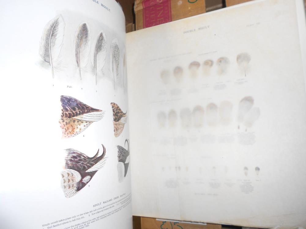 Ornithology. MILLAIS, (J G) The Natural History of British Surface-Feeding Ducks, Longmans 1902, no. - Image 4 of 6