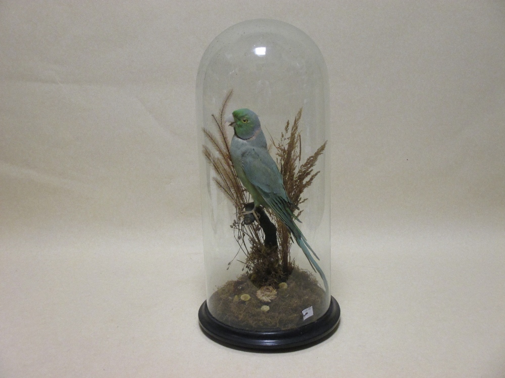 A Victorian taxidermy Parakeet under a display dome - Image 2 of 3