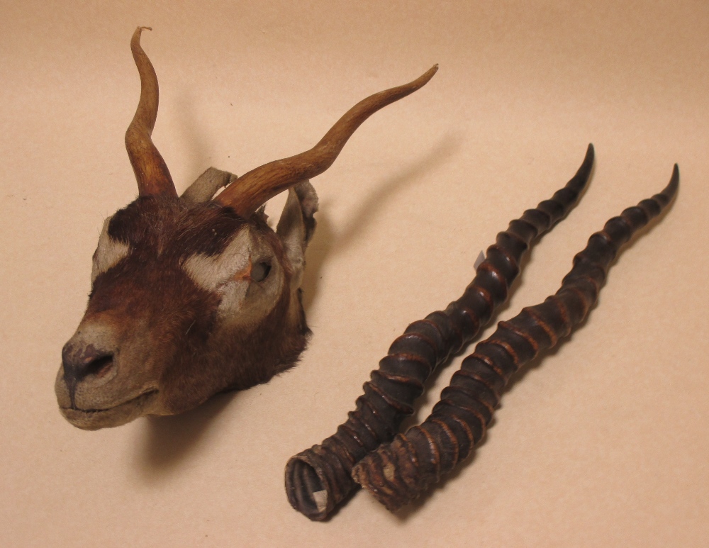 A mounted springbok head and a pair of horns