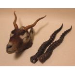 A mounted springbok head and a pair of horns