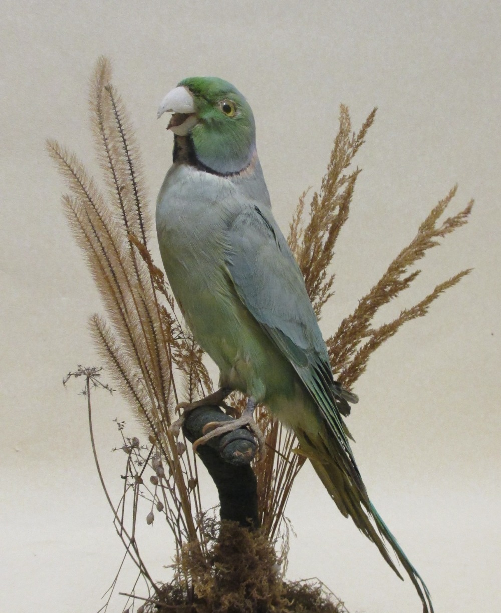A Victorian taxidermy Parakeet under a display dome - Image 3 of 3