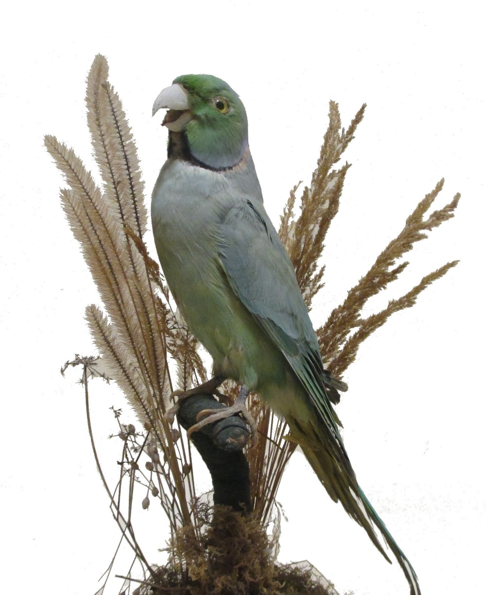 A Victorian taxidermy Parakeet under a display dome