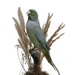 A Victorian taxidermy Parakeet under a display dome