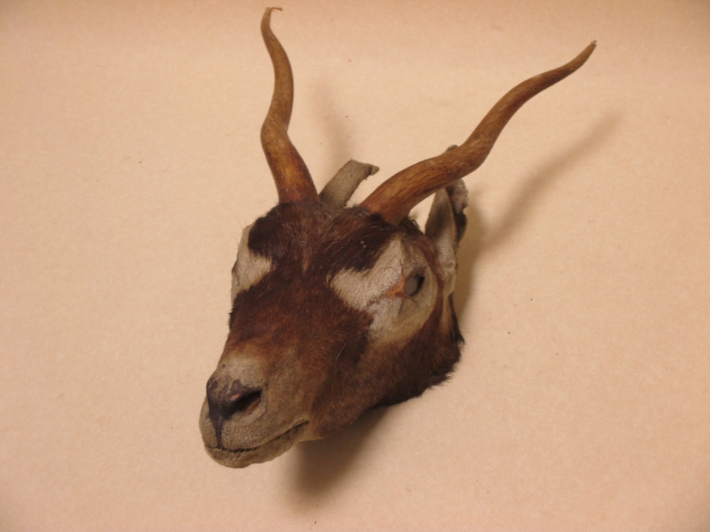 A mounted springbok head and a pair of horns - Image 2 of 2