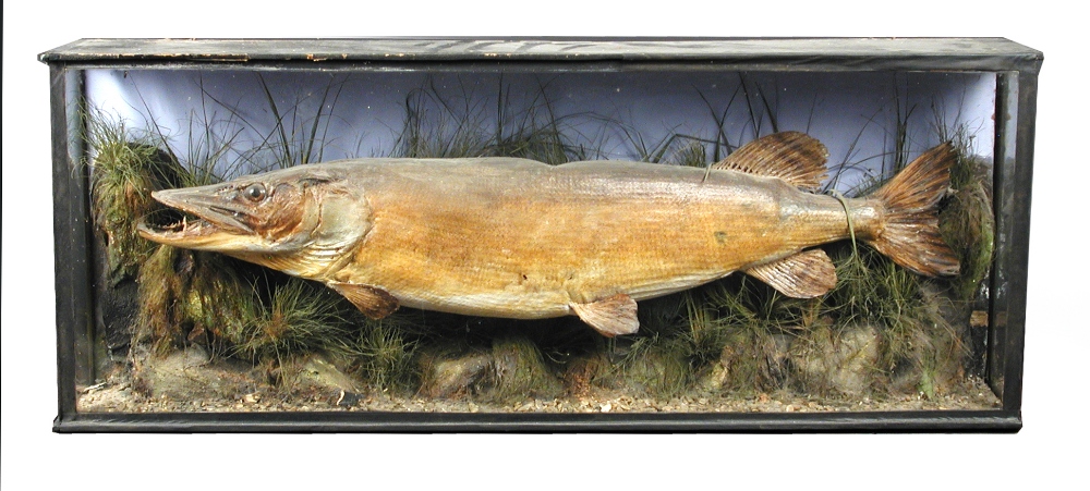 A brace of pike, mounted within a naturalistic setting to a flat-fronted case, together with another - Image 2 of 2