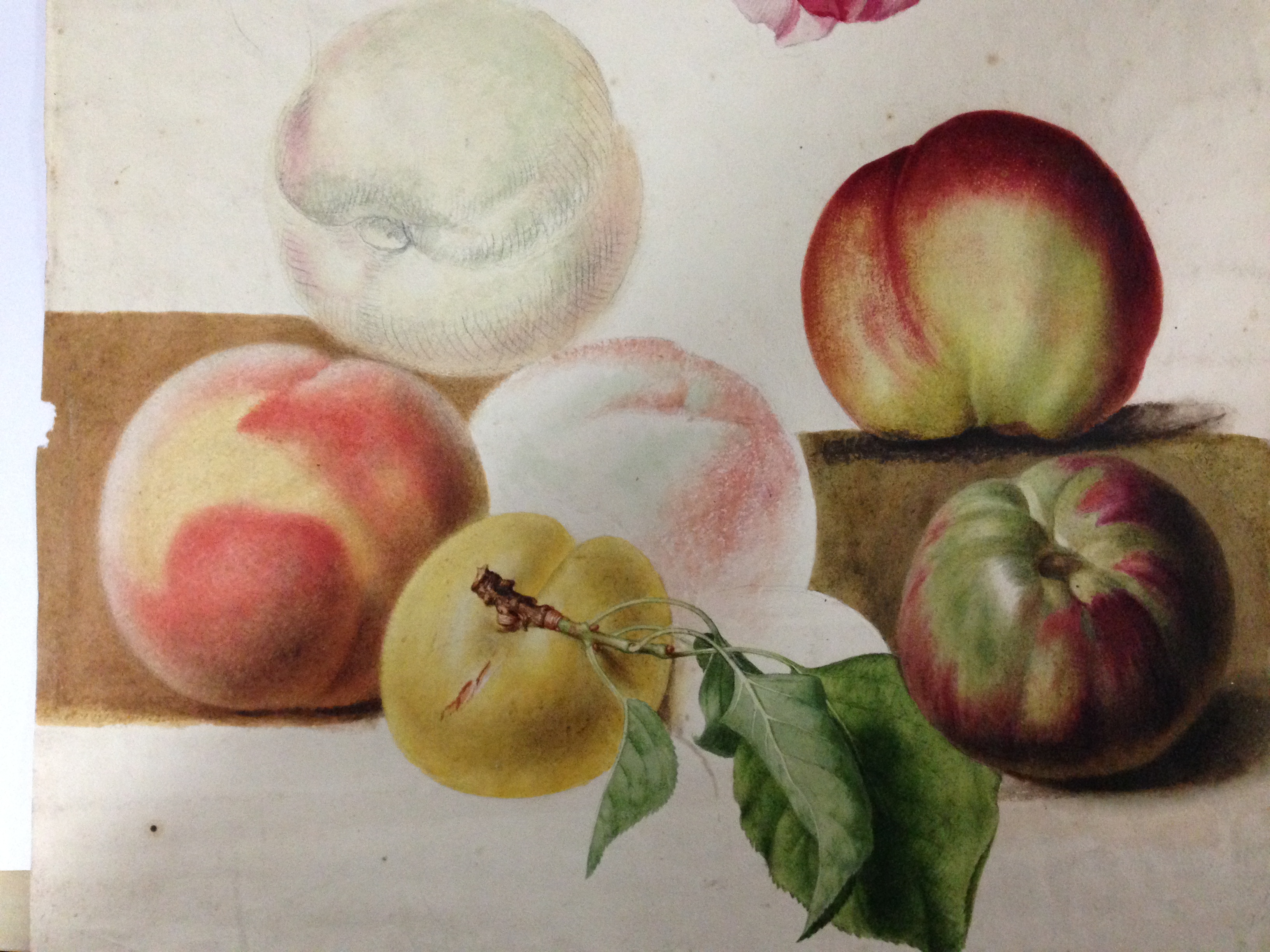 English School (18th Century) Studies of roses, plums, nectarines and apples watercolour, one - Image 8 of 11