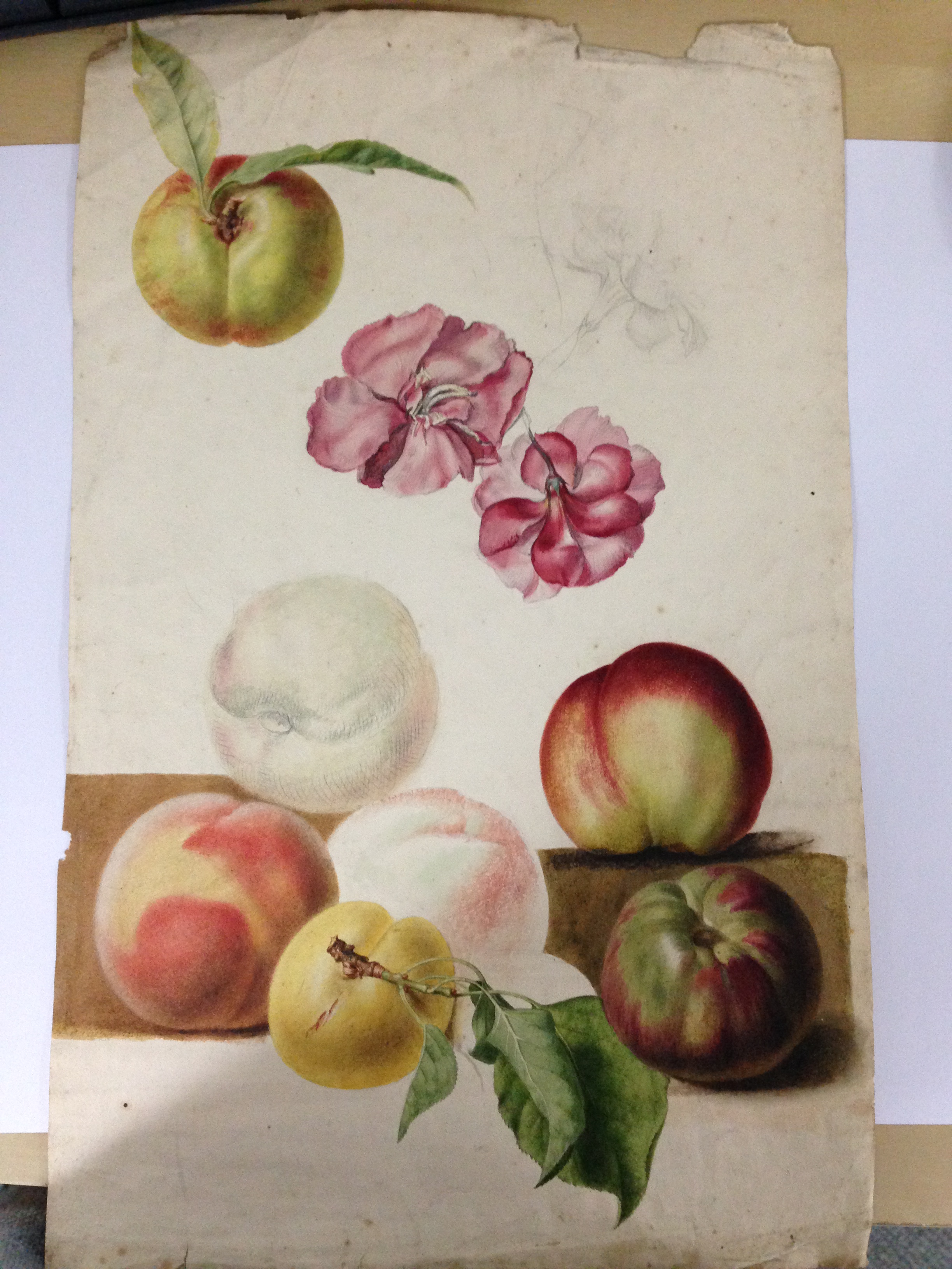 English School (18th Century) Studies of roses, plums, nectarines and apples watercolour, one - Image 7 of 11