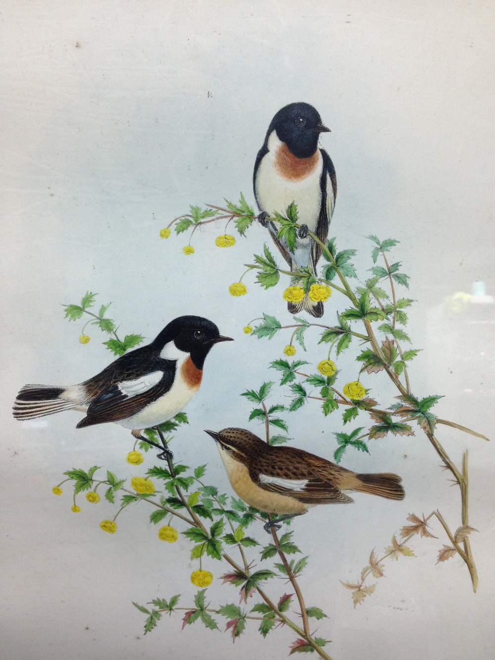 After John Gould (1804-1881) and Henry Constantine Richter (1821-1902) A Vinous-Throated - Image 4 of 10