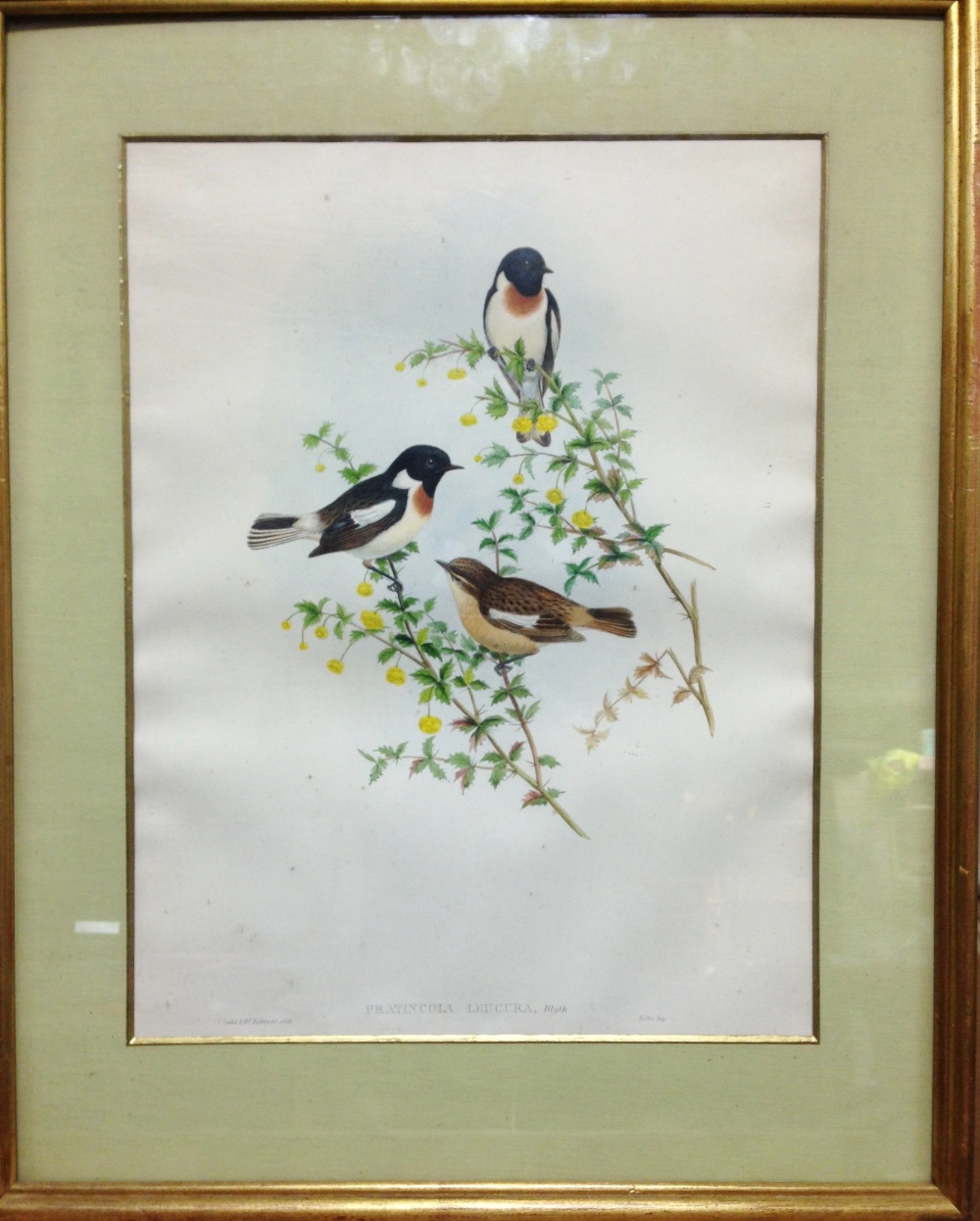 After John Gould (1804-1881) and Henry Constantine Richter (1821-1902) A Vinous-Throated - Image 3 of 10