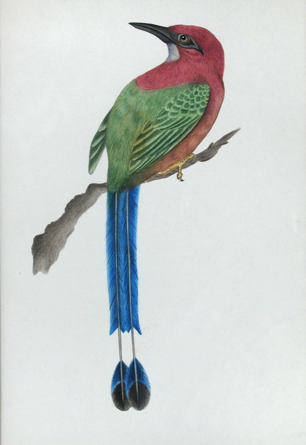 Indian School (19th/20th Century) Four ornothological studies including a Broad-Billed Motmot (