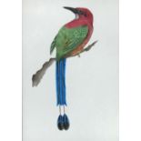 Indian School (19th/20th Century) Four ornothological studies including a Broad-Billed Motmot (