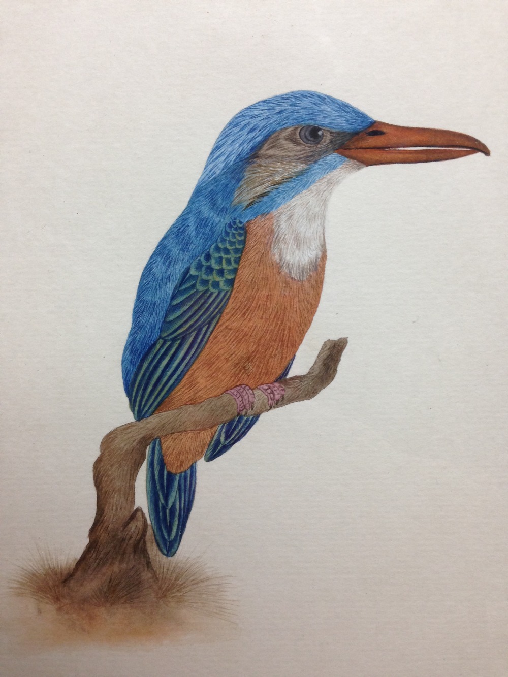 Indian School (19th/20th Century) Four ornothological studies including a Broad-Billed Motmot ( - Image 10 of 10