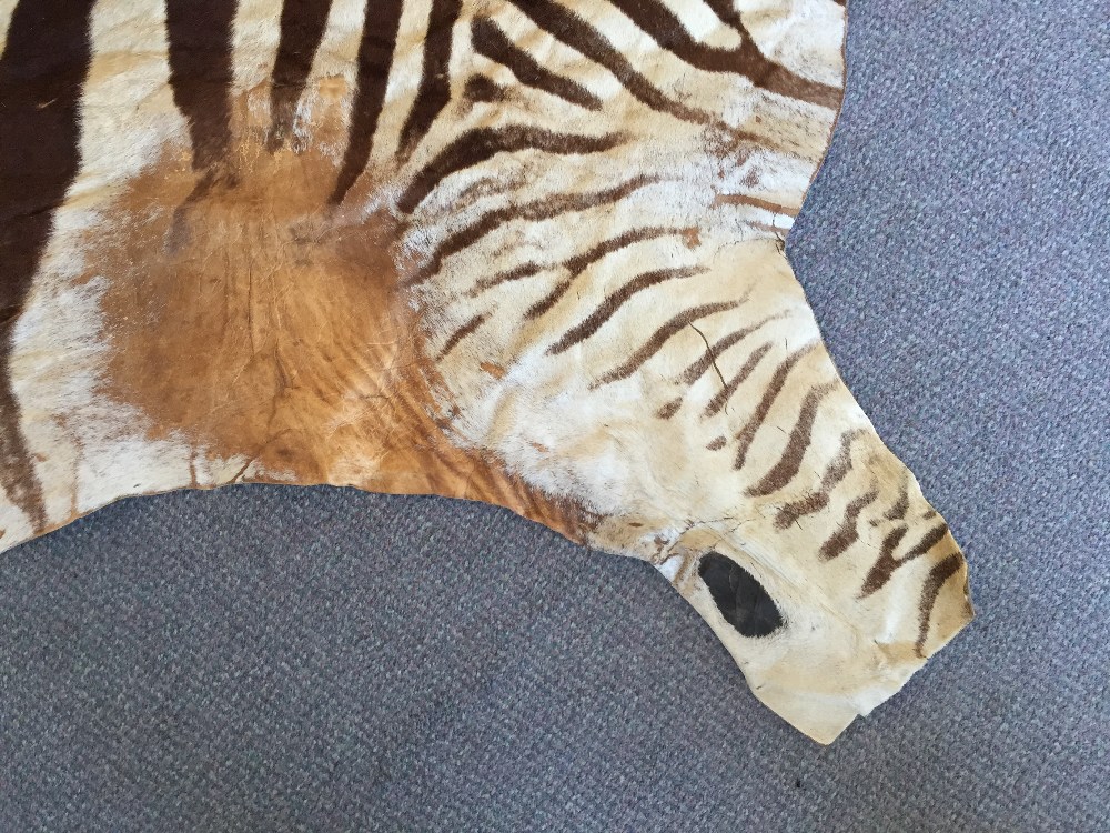 A zebra skin rug, the pelt removed from head to tail, the soft leather back with some patching 300 x - Image 6 of 6
