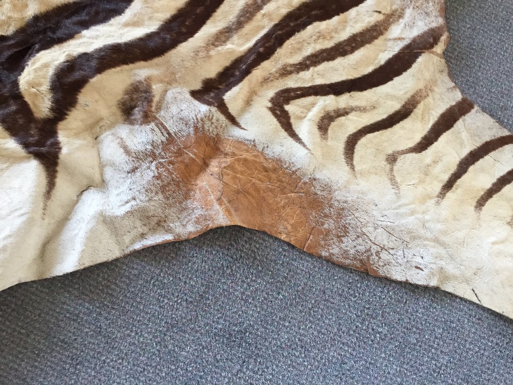 A zebra skin rug, the pelt removed from head to tail, the soft leather back with some patching 300 x - Image 5 of 6