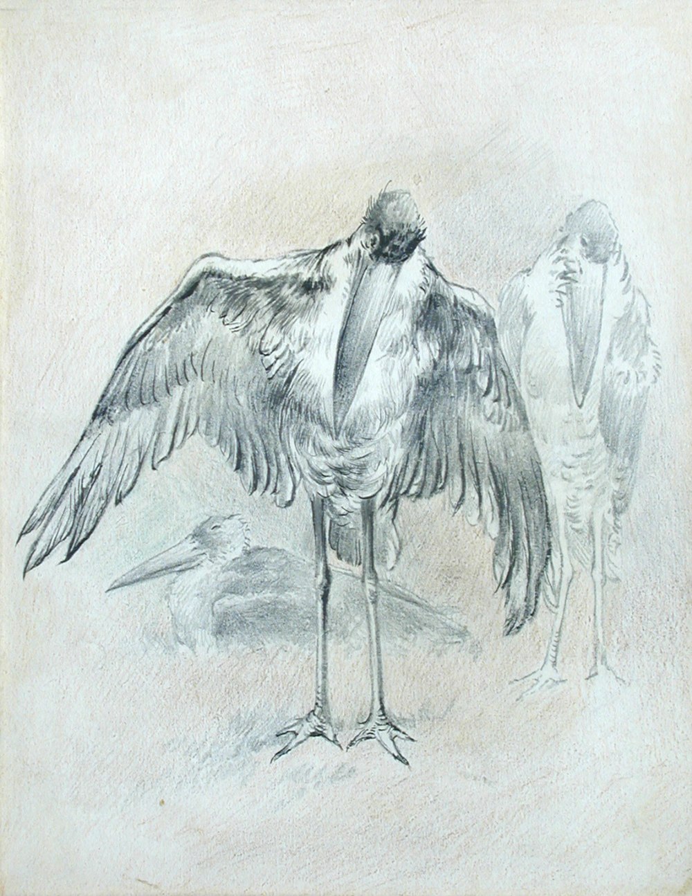 Charles Henry Clifford Baldwyn (British, 1859-1943) Studies of a Greater Adjutant Stork mantling
