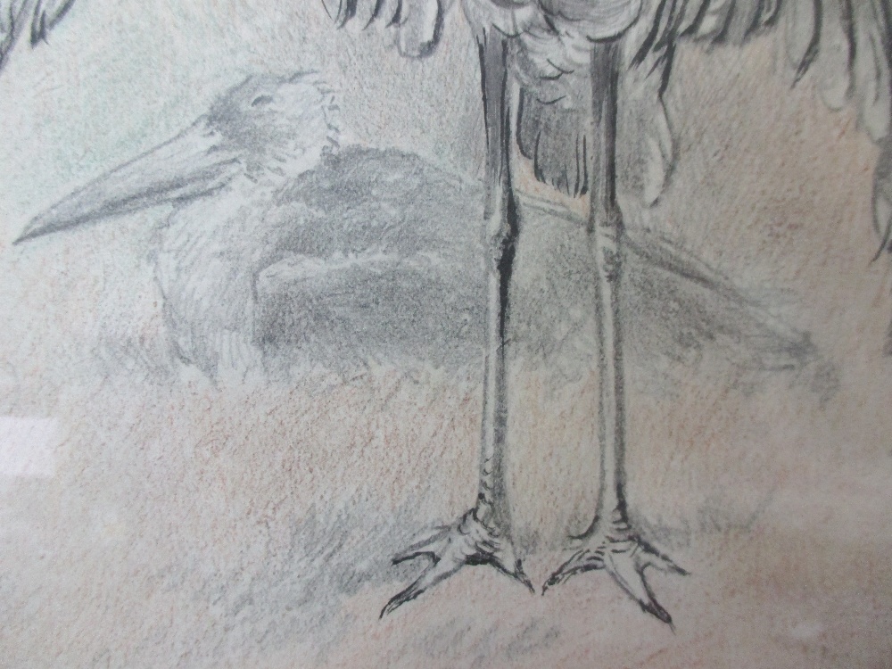 Charles Henry Clifford Baldwyn (British, 1859-1943) Studies of a Greater Adjutant Stork mantling - Image 4 of 6