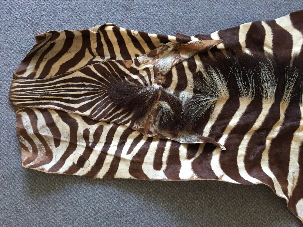 A zebra skin rug, the pelt removed from head to tail, the soft leather back with some patching 300 x - Image 3 of 6