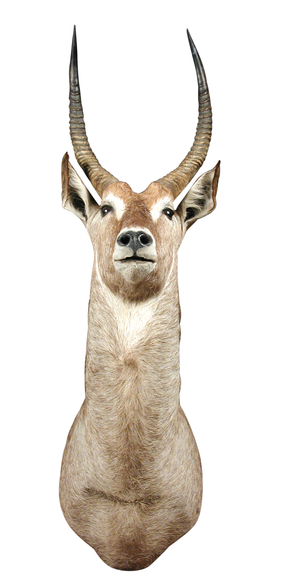 Defassa waterbuck (Kobus defassa), a modern neck mount, the antlers approximately 54cm