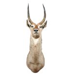 Defassa waterbuck (Kobus defassa), a modern neck mount, the antlers approximately 54cm