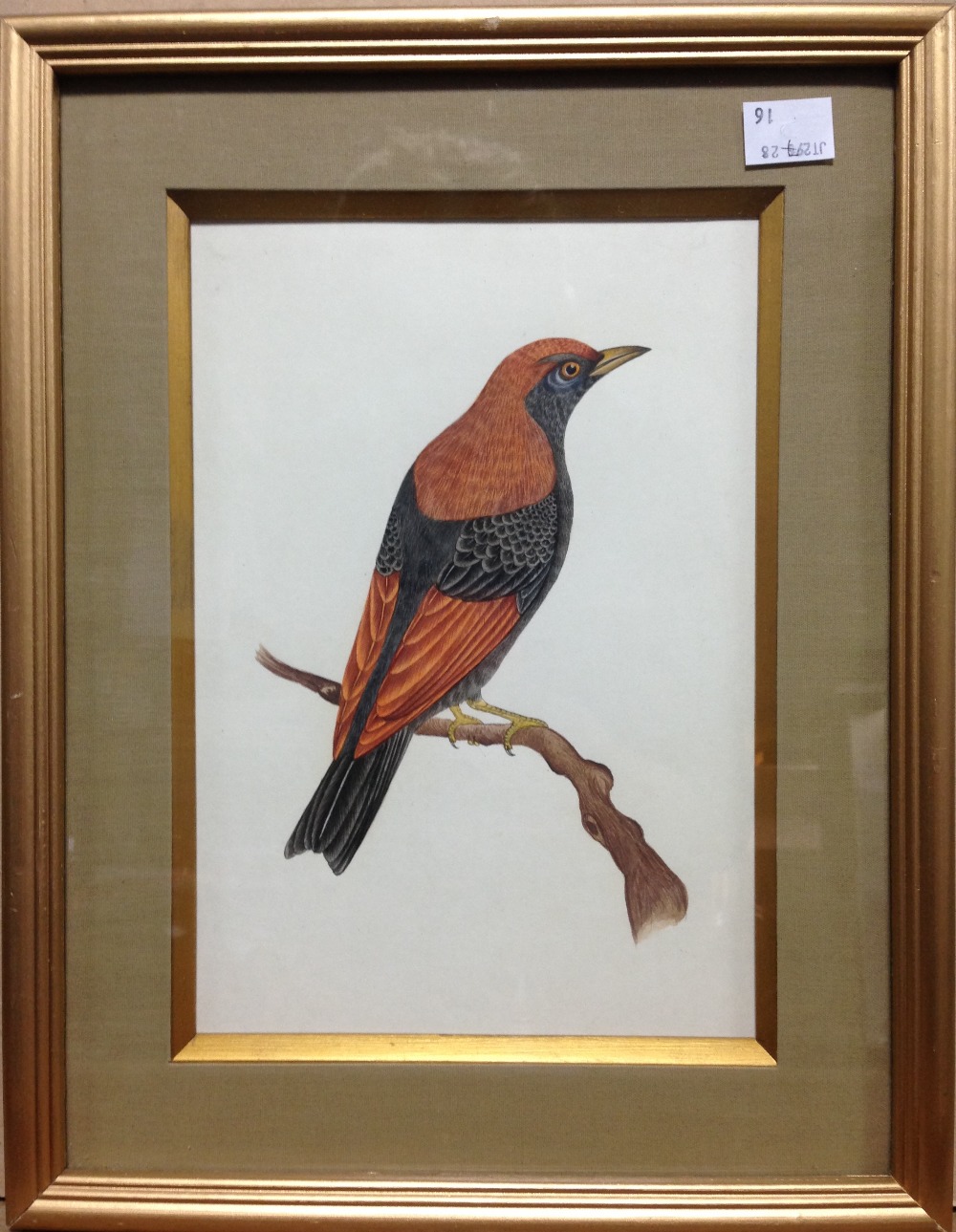 Indian School (19th/20th Century) Four ornothological studies including a Broad-Billed Motmot ( - Image 5 of 10