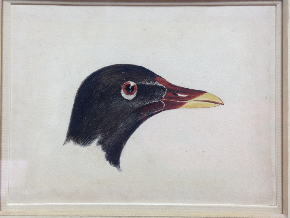 Joseph Mallord William Turner, RA (British, 1775-1851) Study of the head of a Moorhen watercolour, - Image 3 of 4