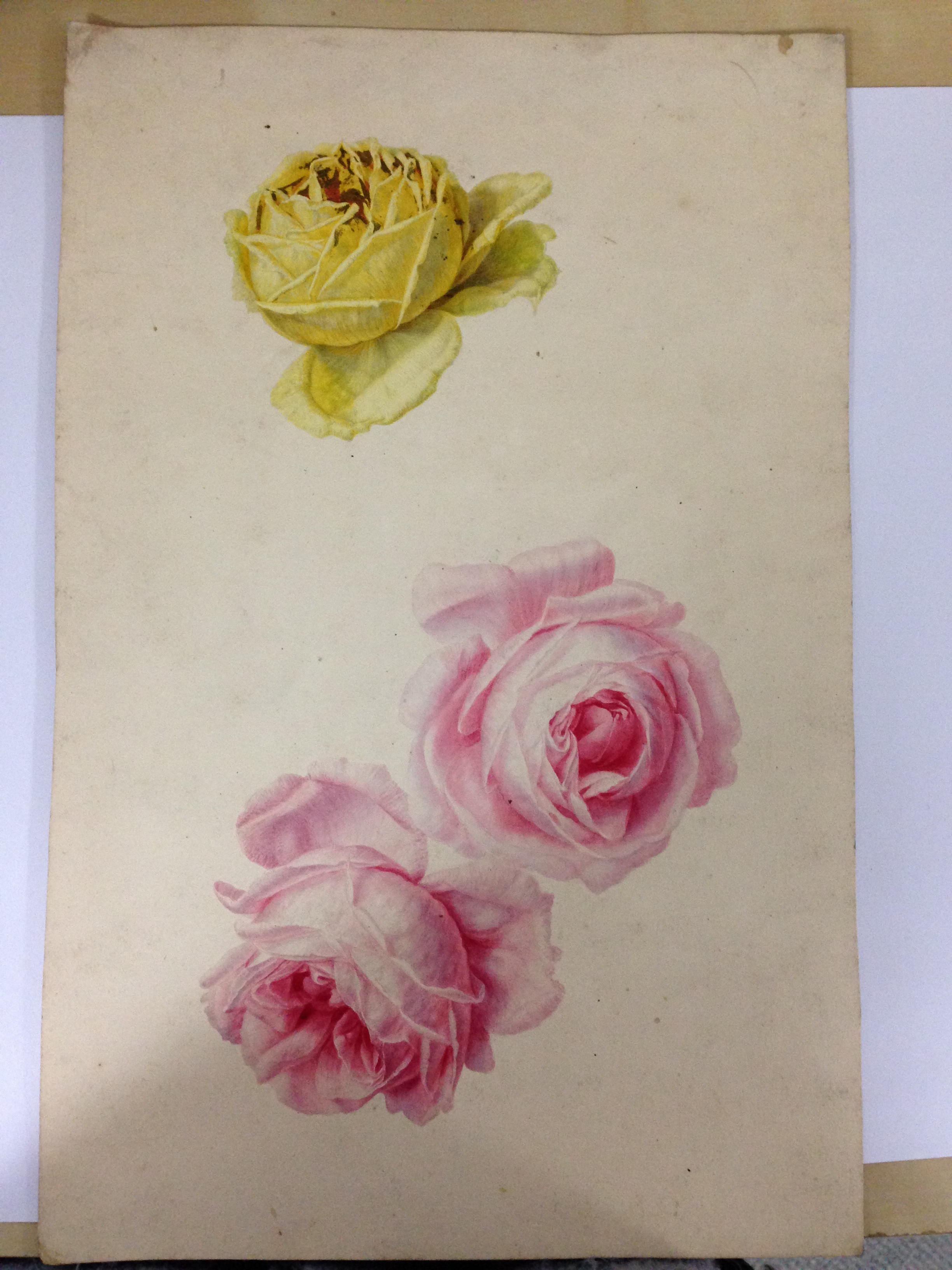 English School (18th Century) Studies of roses, plums, nectarines and apples watercolour, one - Image 9 of 11