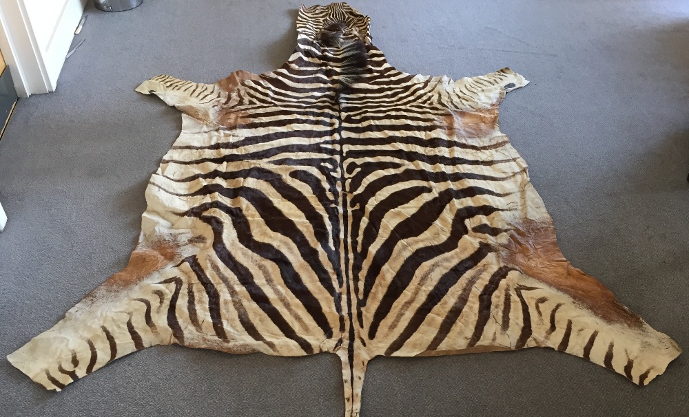 A zebra skin rug, the pelt removed from head to tail, the soft leather back with some patching 300 x