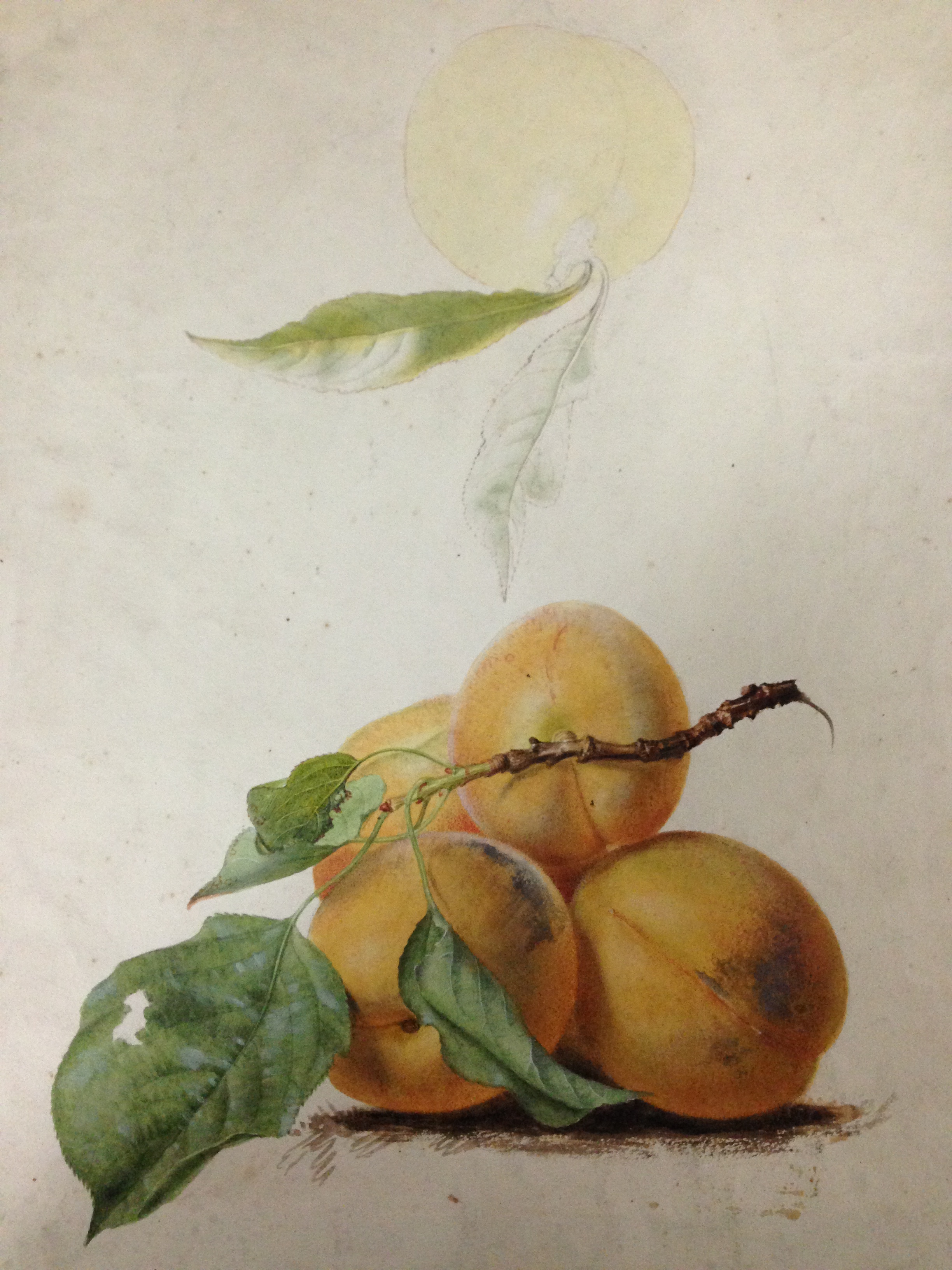 English School (18th Century) Studies of roses, plums, nectarines and apples watercolour, one - Image 6 of 11