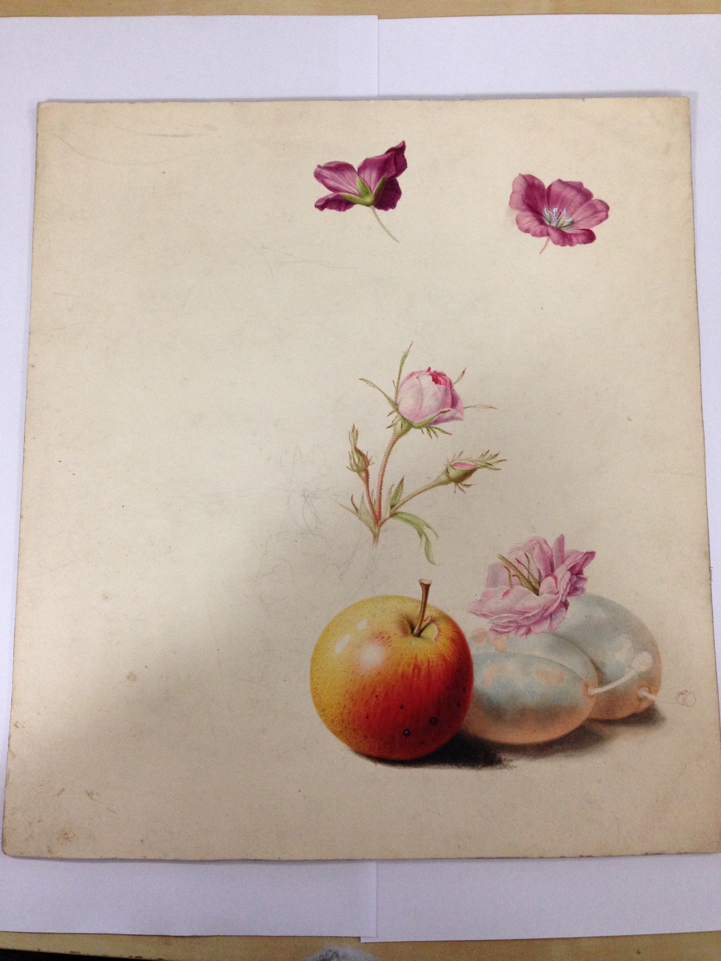 English School (18th Century) Studies of roses, plums, nectarines and apples watercolour, one - Image 3 of 11