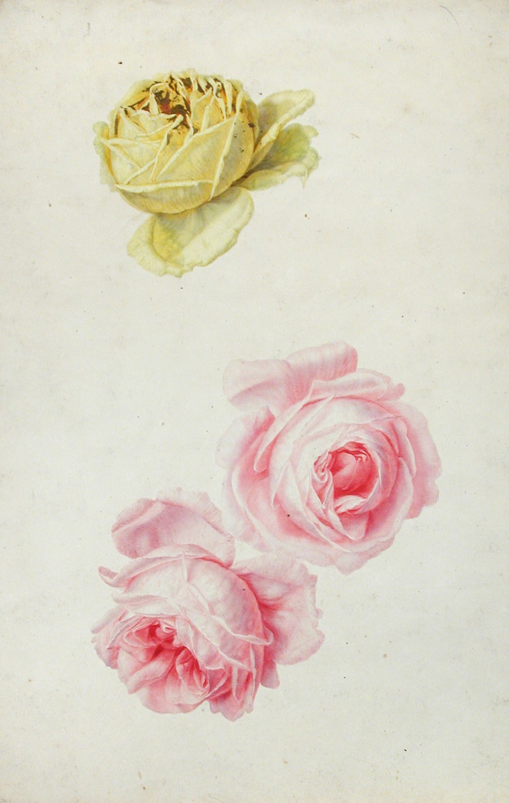 English School (18th Century) Studies of roses, plums, nectarines and apples watercolour, one