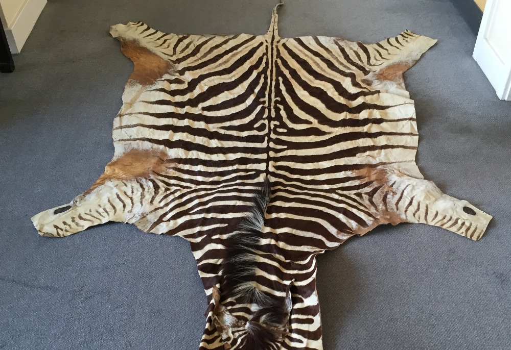 A zebra skin rug, the pelt removed from head to tail, the soft leather back with some patching 300 x - Image 2 of 6